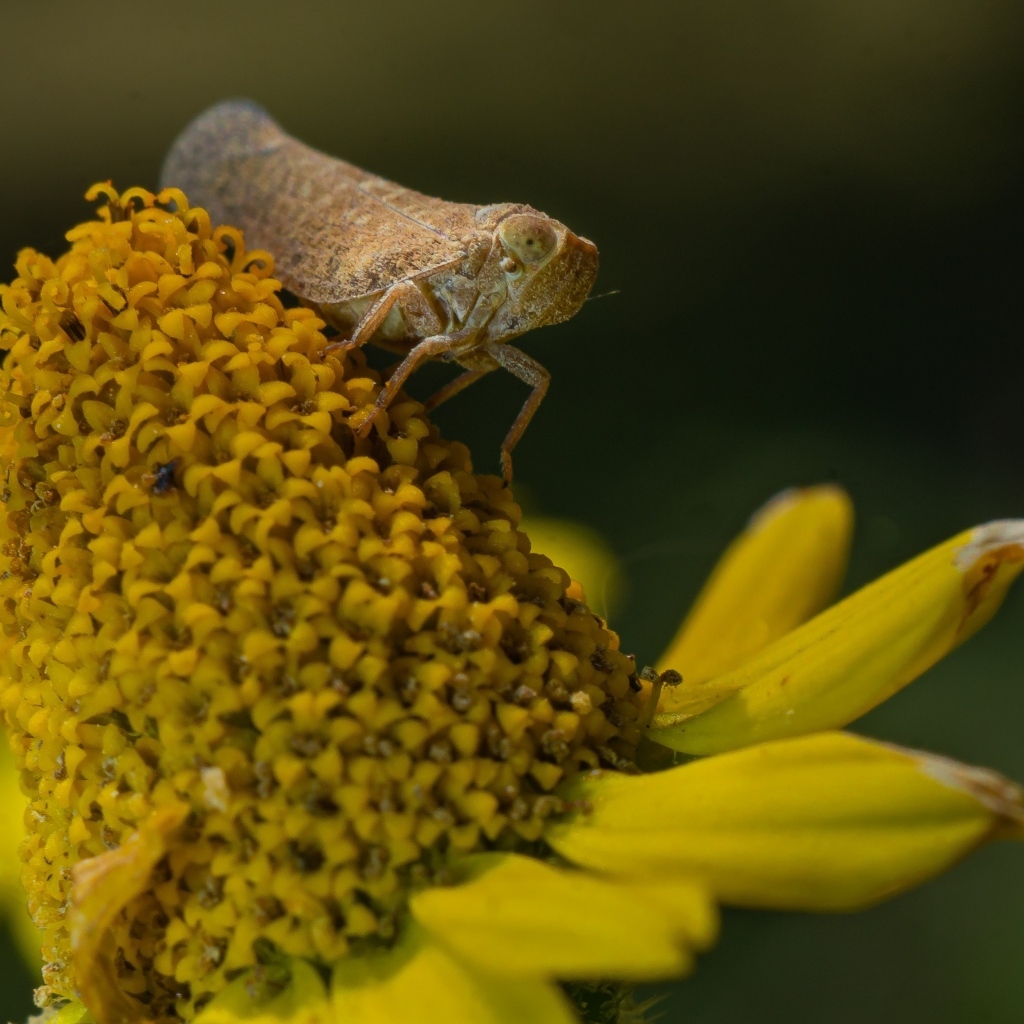 Насекомое сидит на цветке циннии