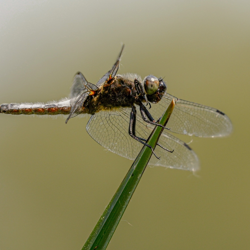 Красивая большая стрекоза сидит на зеленой траве