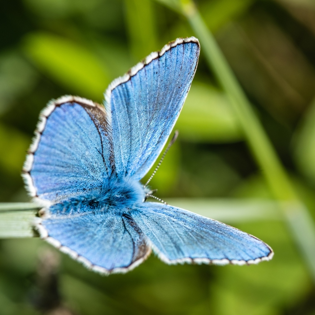 Красивая голубая бабочка сидит на зеленой траве
