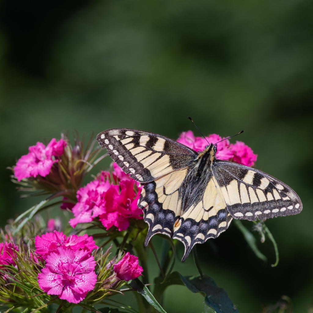 Красивая бабочка на цветке розовой гвоздики