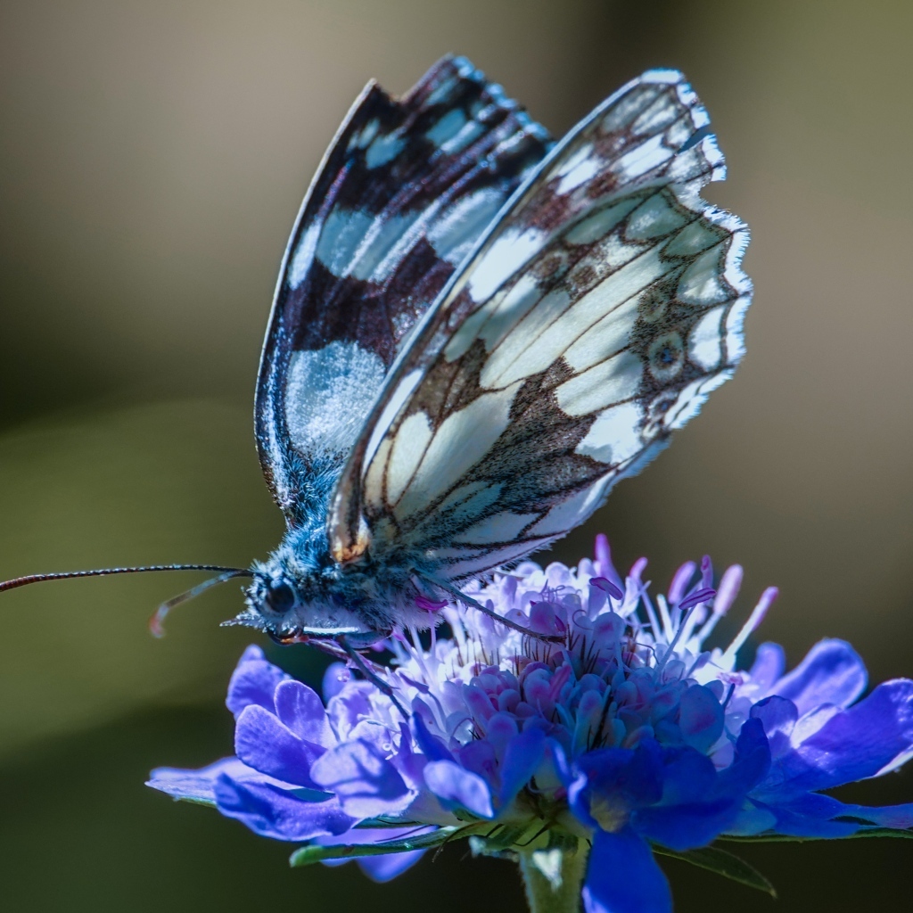 Красивая бабочка сидит на синем цветке