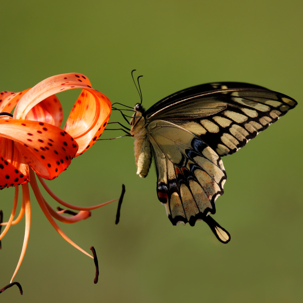 Красивая бабочка сидит на оранжевом цветке