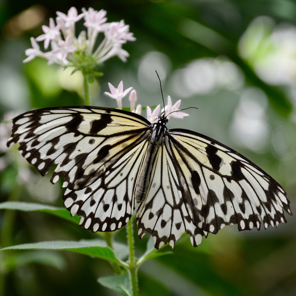 Красивая бабочка расправила крылья на цветке