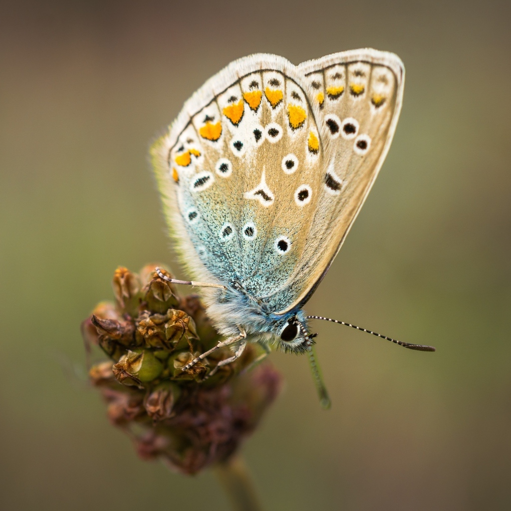 Красивая маленькая бабочка сидит на цветке