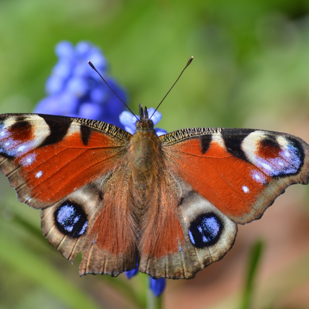 Красивая бабочка павлиний глаз сидит на цветке