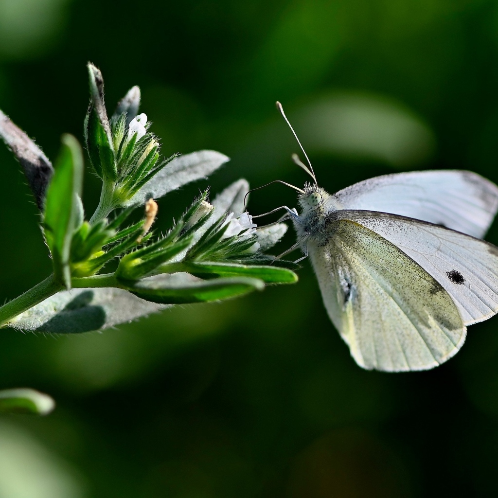 Красивая белая бабочка сидит на цветке