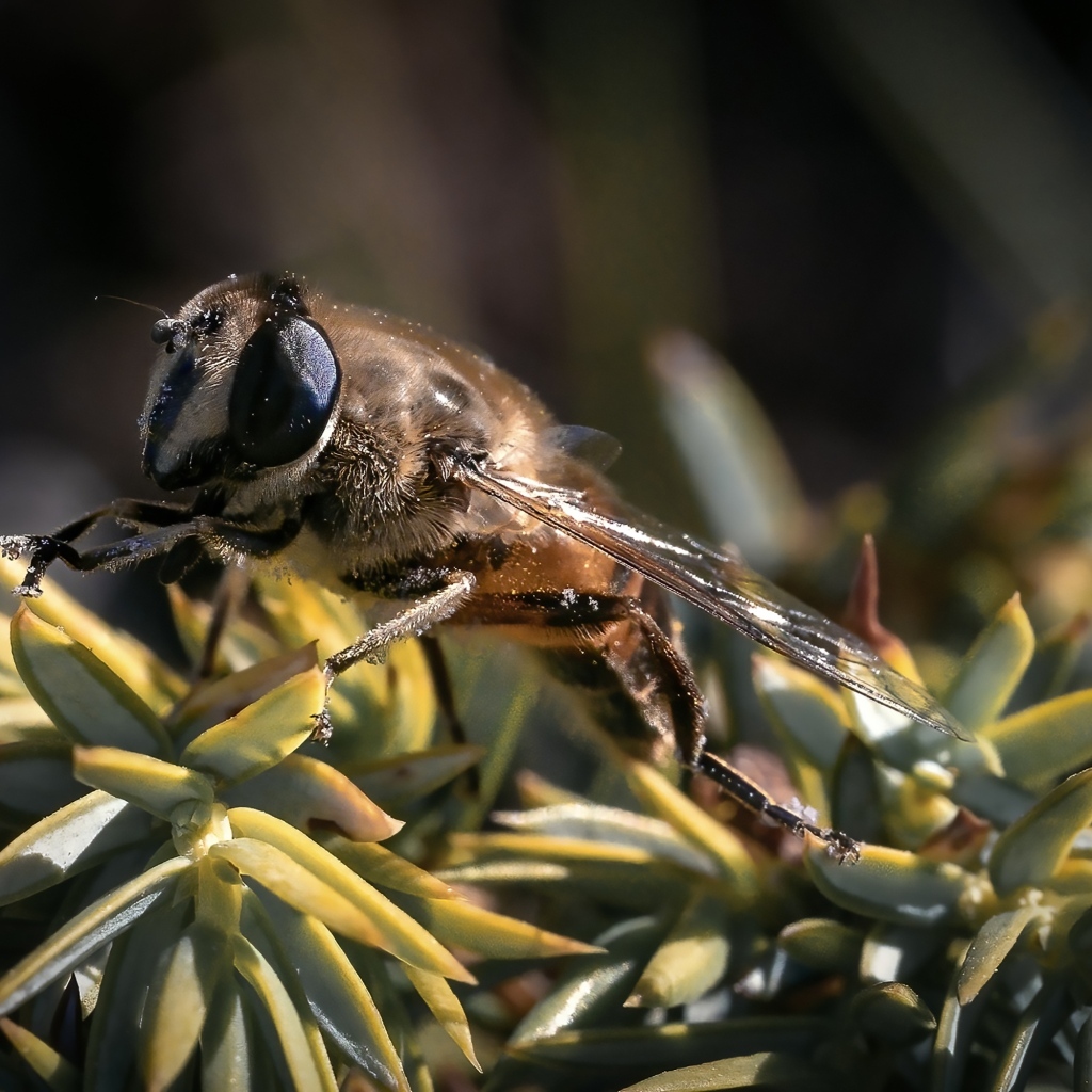 Пчела сидит на зеленом растении