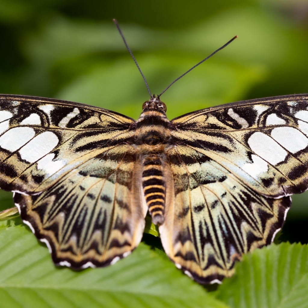 Большая красивая черно-белая  бабочка 