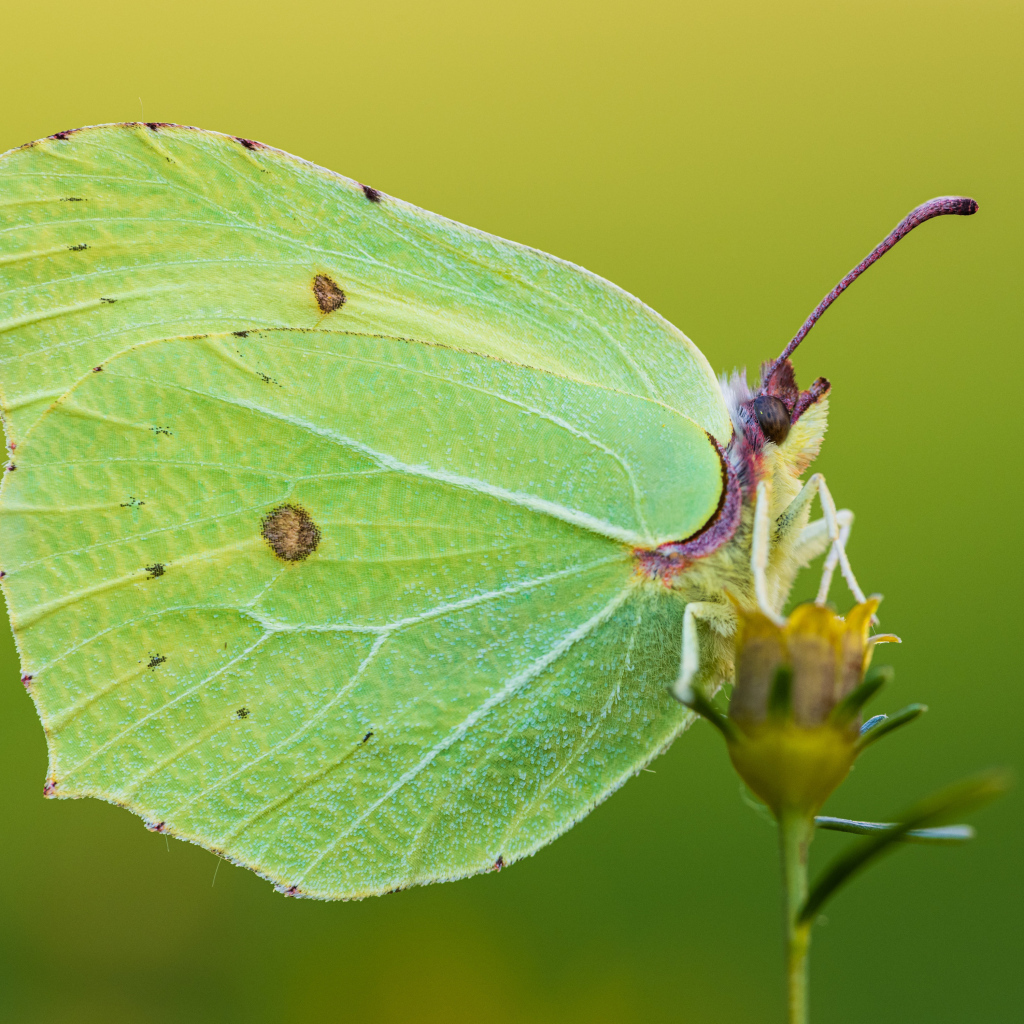 Большая красивая зеленая бабочка на траве