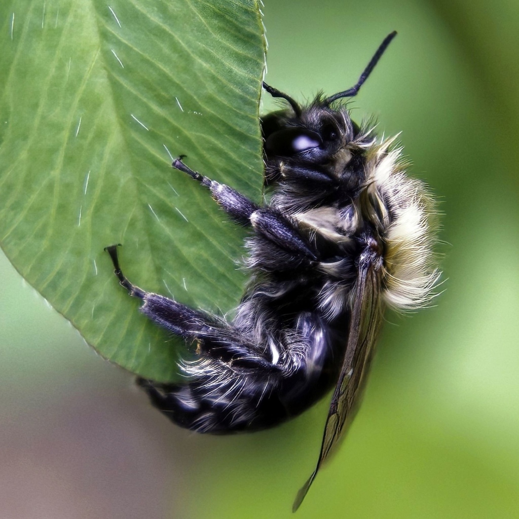 Большая пчела сидит на зеленом листке 