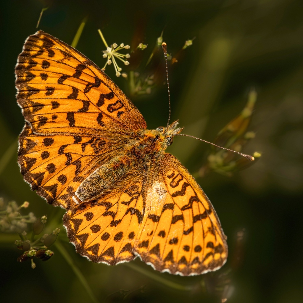 Большая коричневая бабочка сидит на траве
