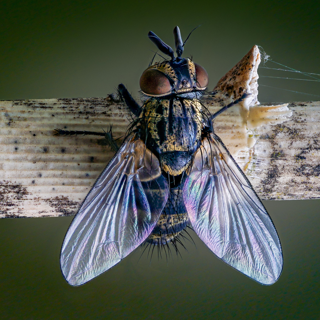 Большая муха сидит на ветке