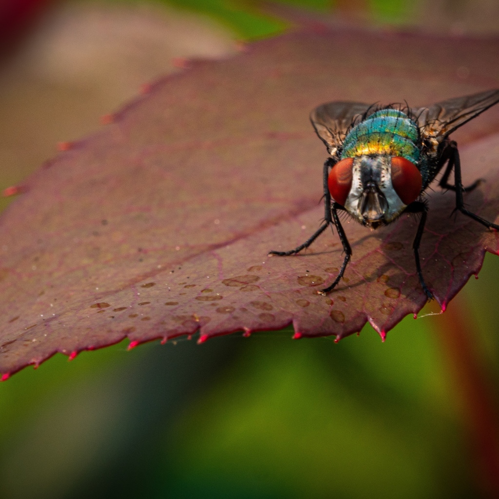 Большая муха сидит на листке