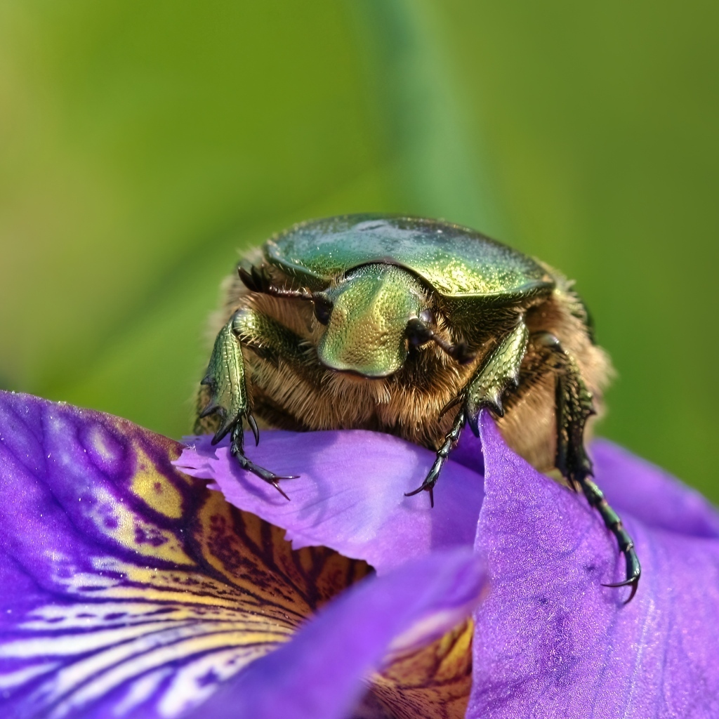 Большой зеленый жук на цветке