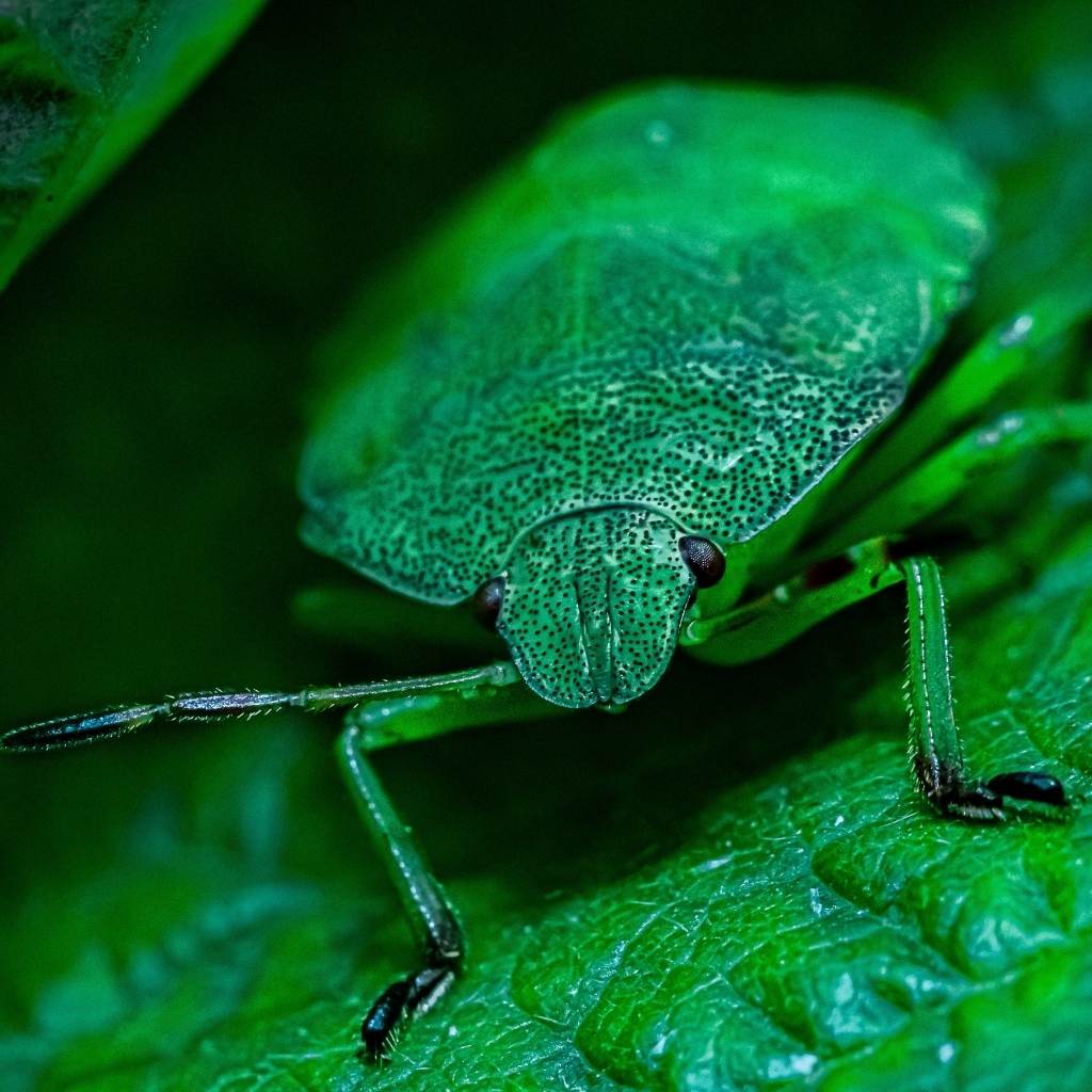 Большой зеленый жук на листе