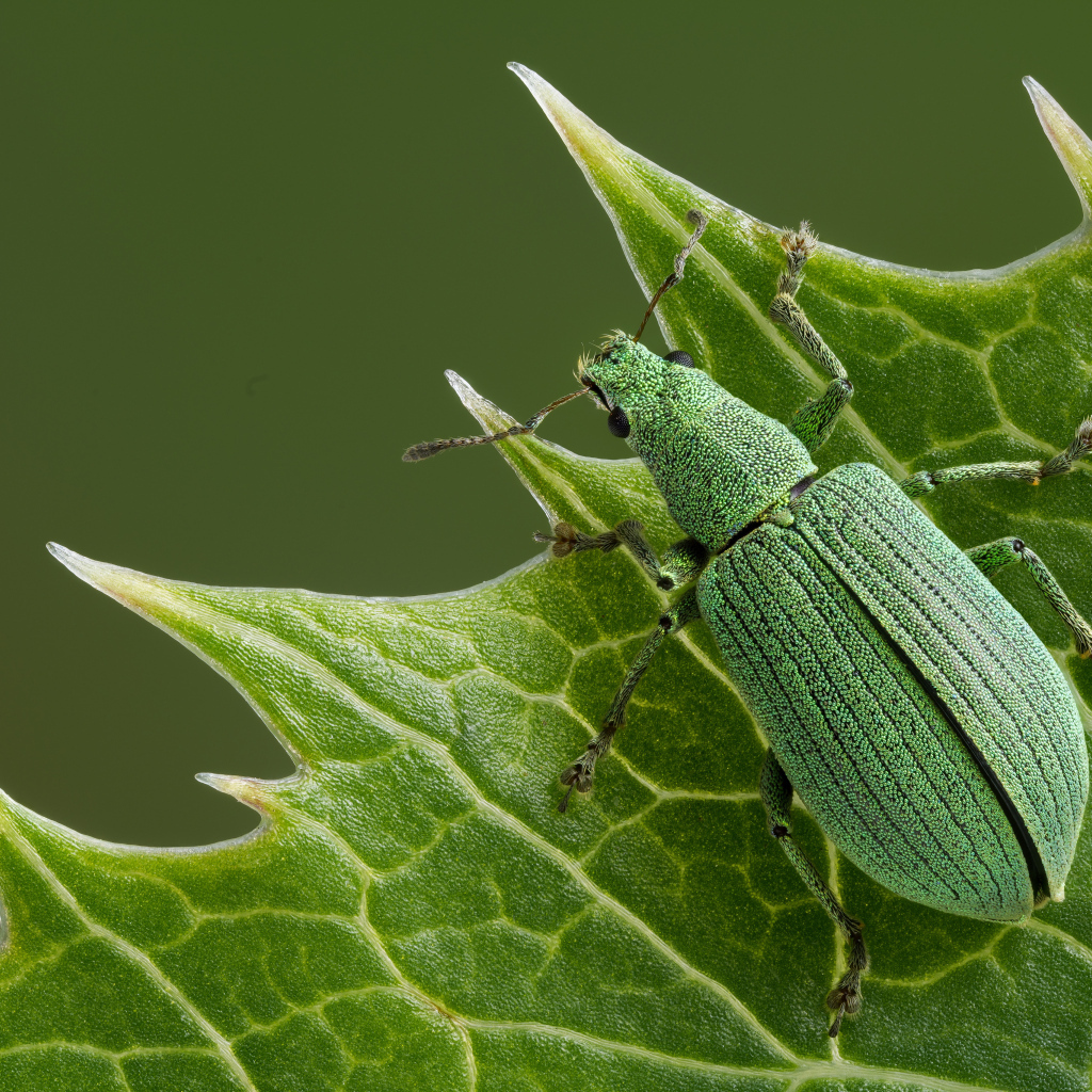 Большой зеленый жук сидит на листе