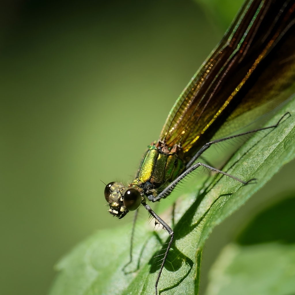 Большая зеленая стрекоза на зеленом листке