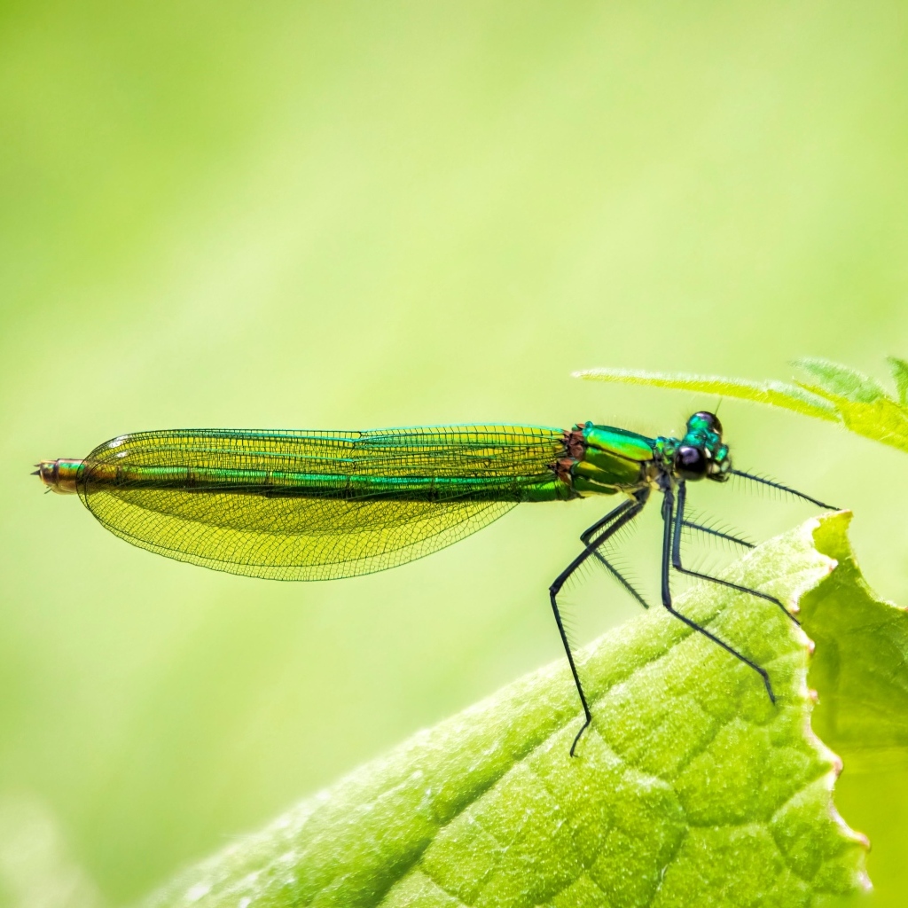 Большая зеленая стрекоза на листке