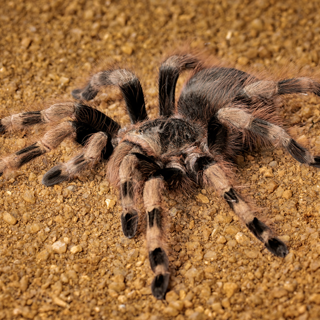 Большой тарантул на земле крупным планом