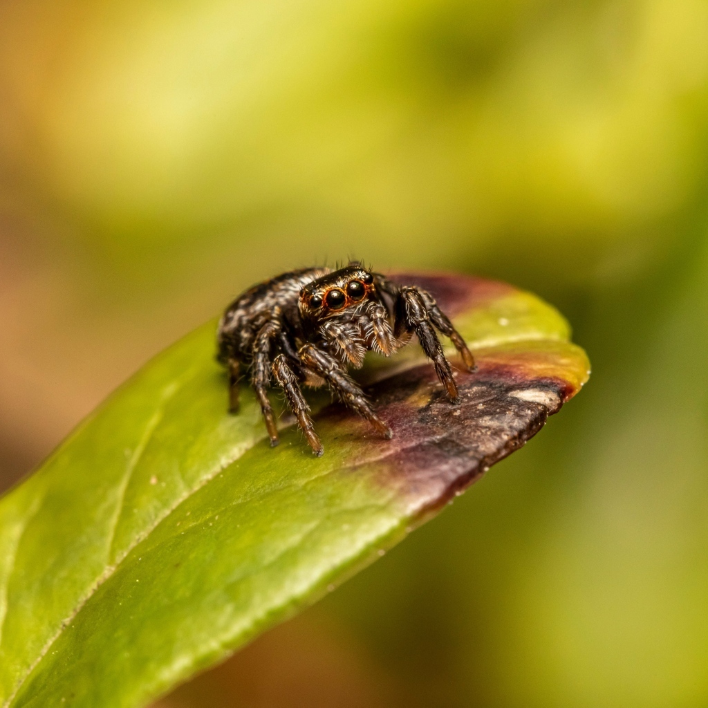 Черный глазастый паук сидит на зеленом листе