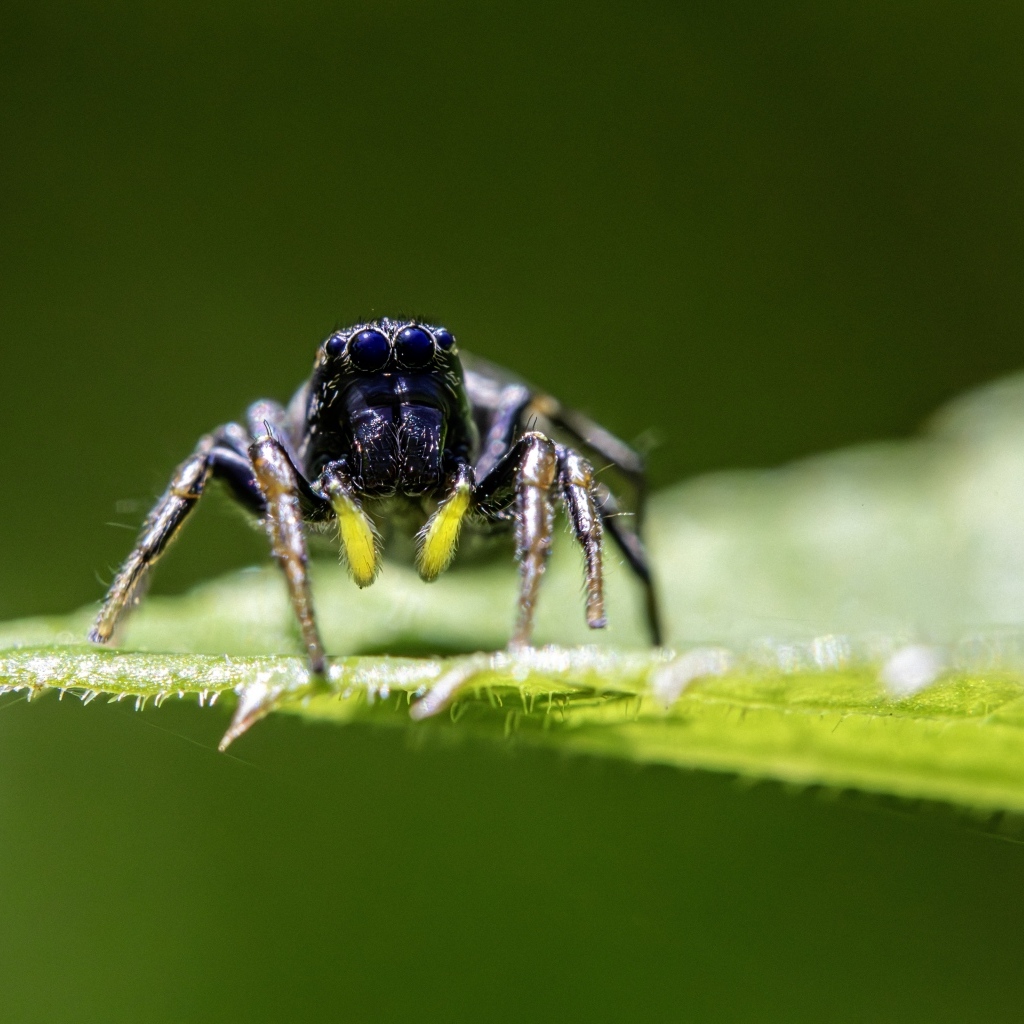 Черный паук на зеленом листе крупным планом