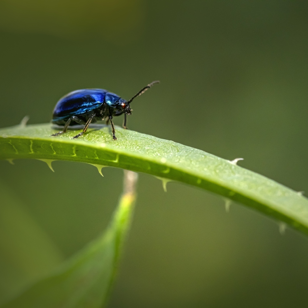 Синий жук сидит на ветке алоэ