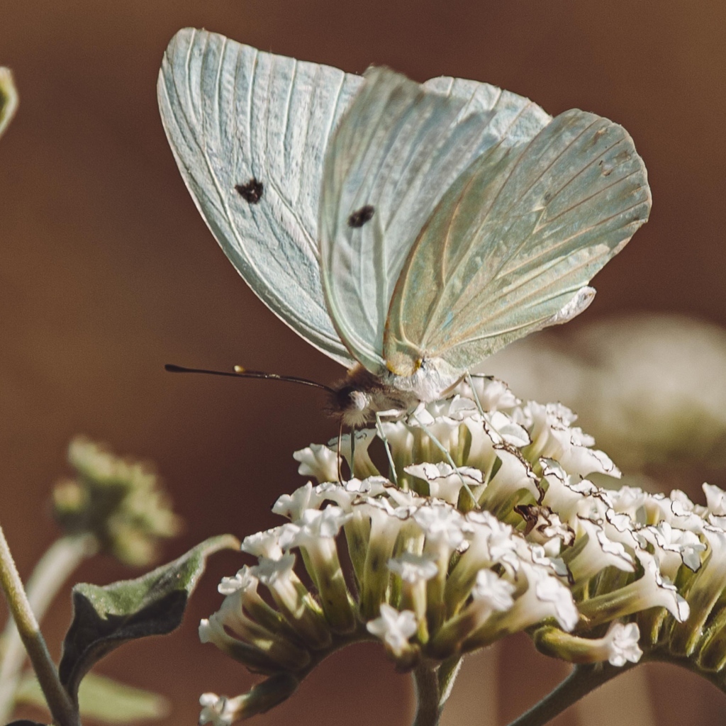 Голубая бабочка сидит на цветке
