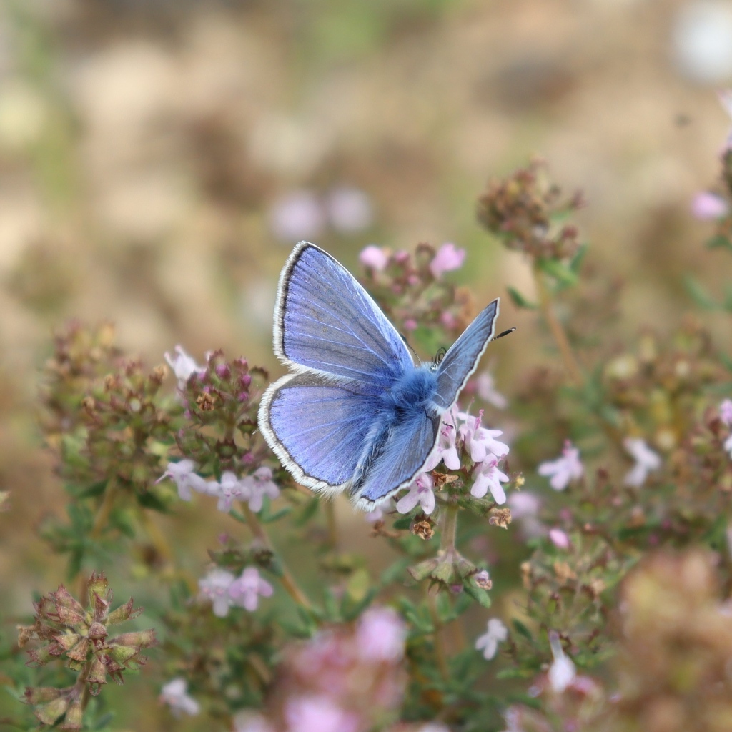 Голубая бабочка сидит на полевом цветке