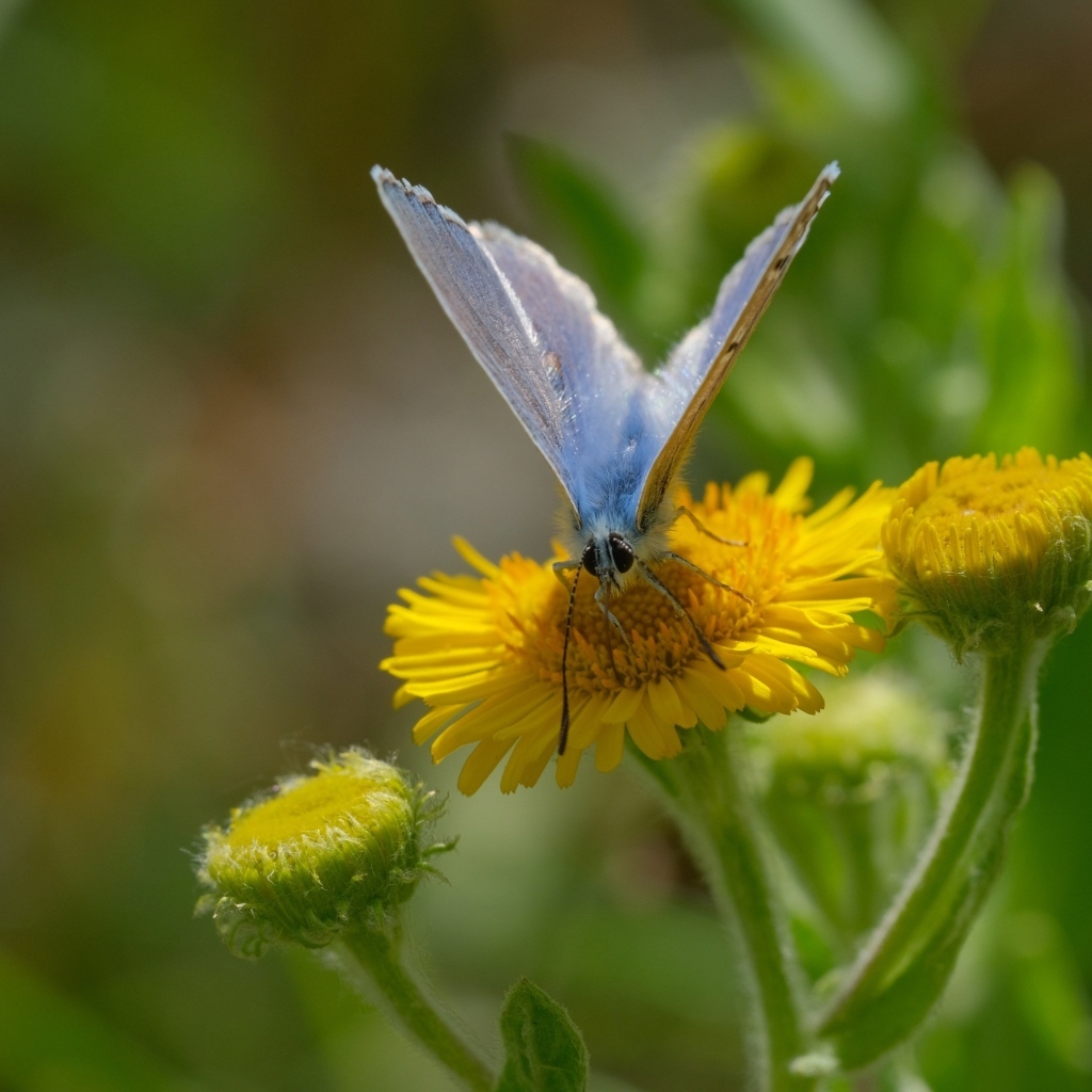 Голубая бабочка сидит на желтом цветке 
