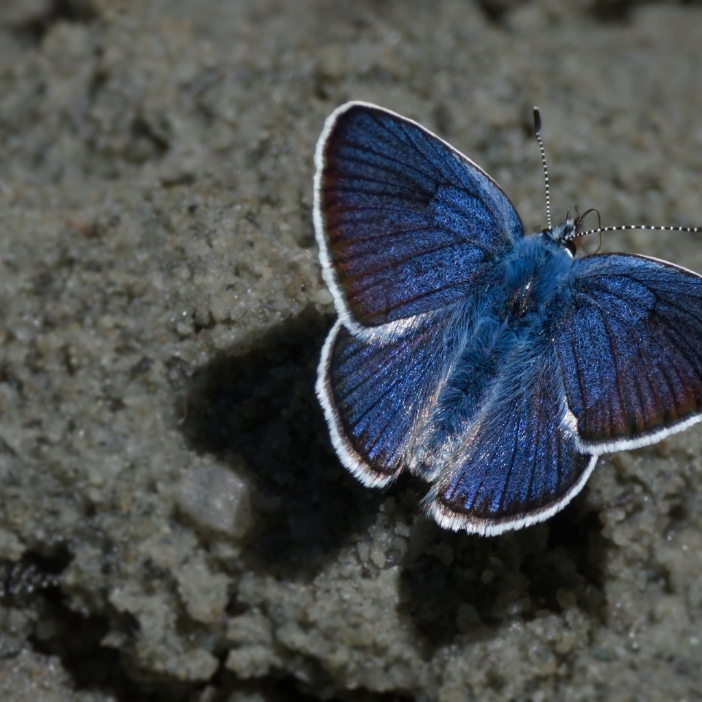 Голубая бабочка сидит на песке