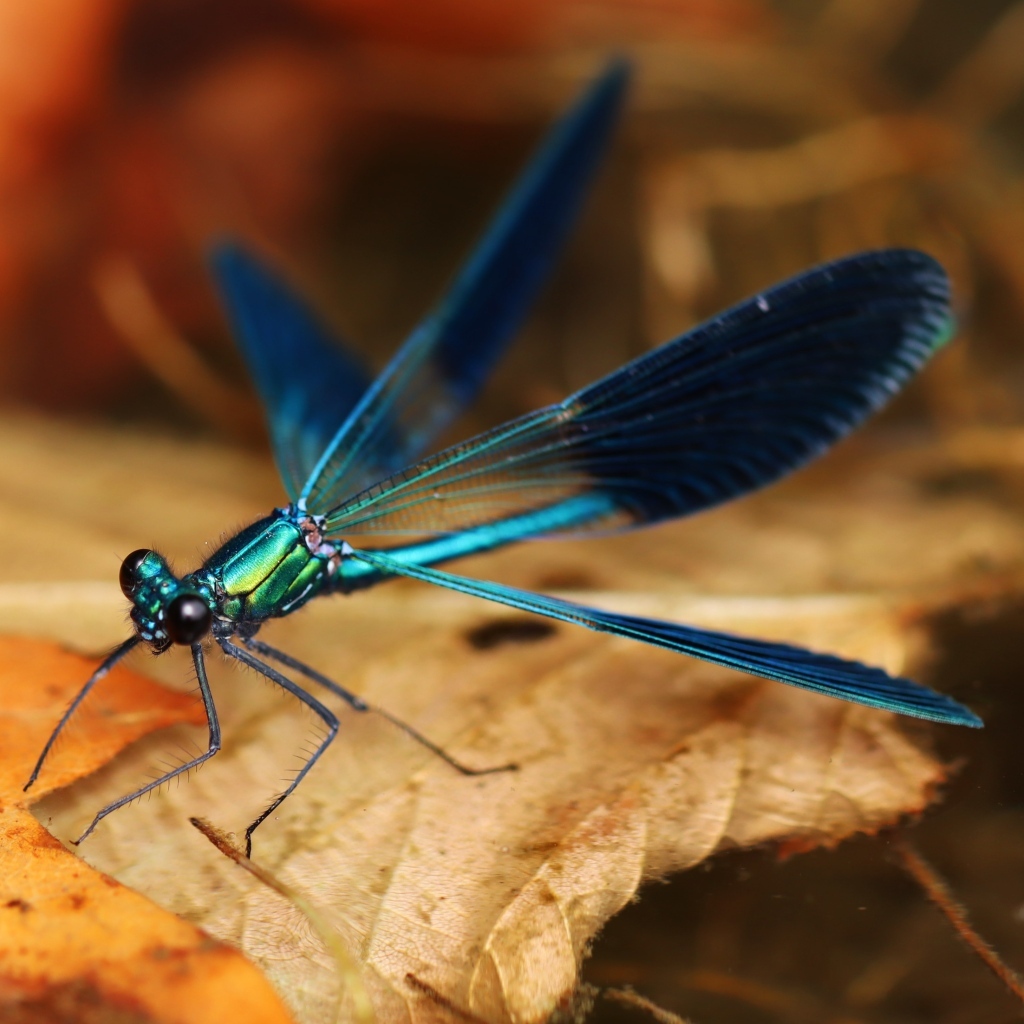 Синяя стрекоза сидит на сухом листке