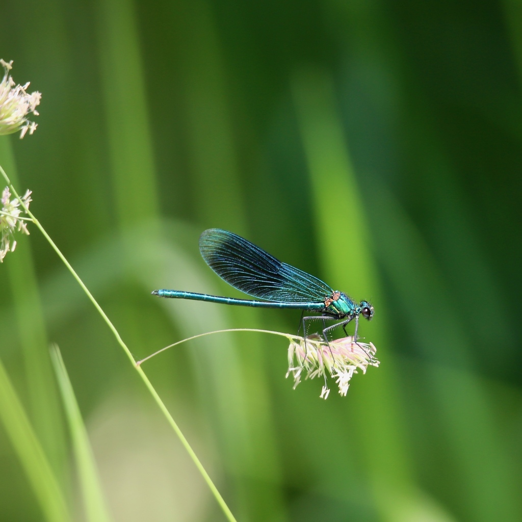 Голубая стрекоза сидит на колоске