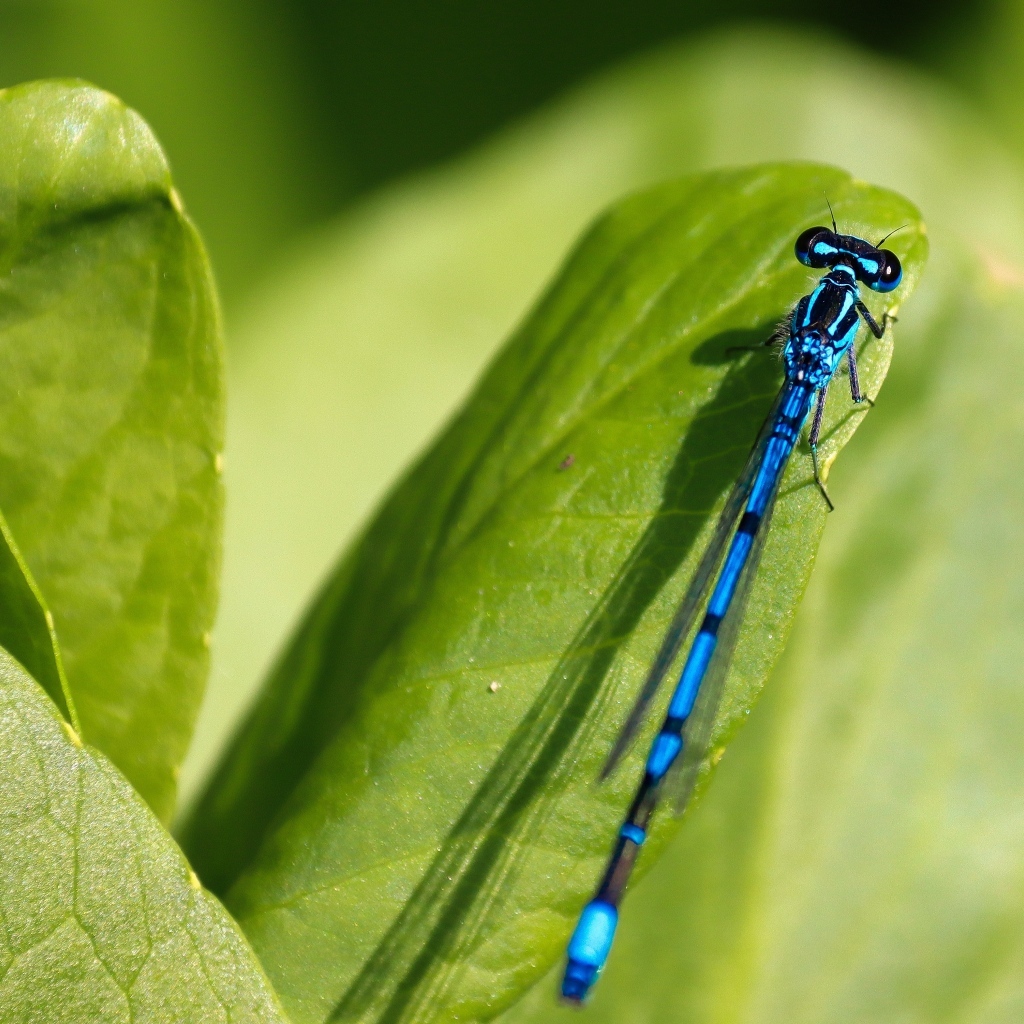 Синяя стрекоза сидит на зеленой траве