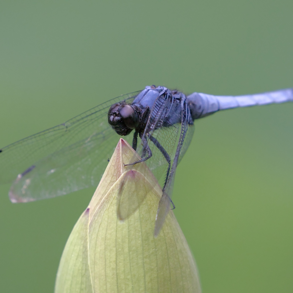 Синяя стрекоза сидит на цветке