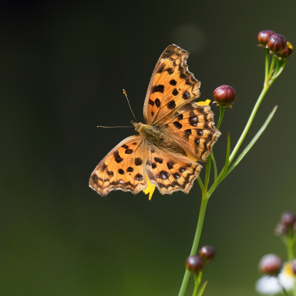 Коричневая бабочка на цветке крупным планом