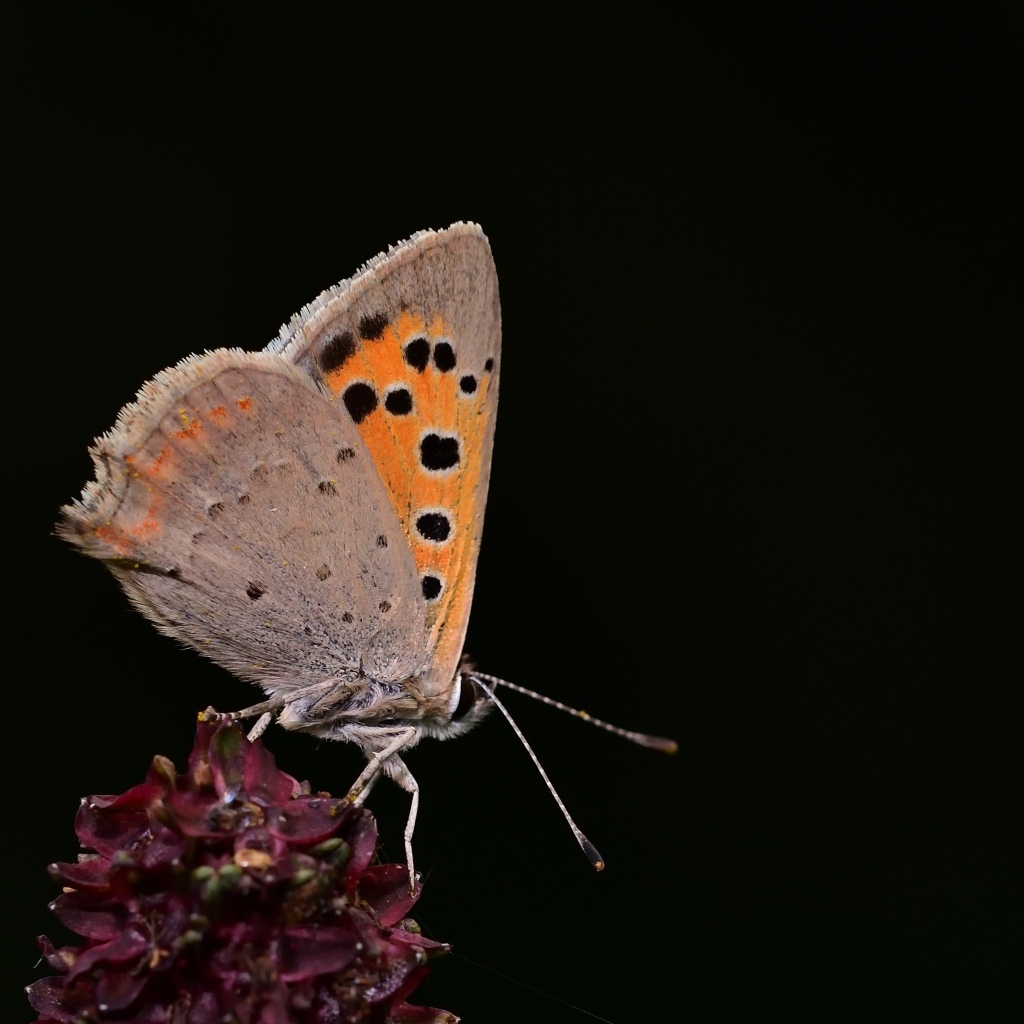 Коричневая бабочка на цветке на черном фоне