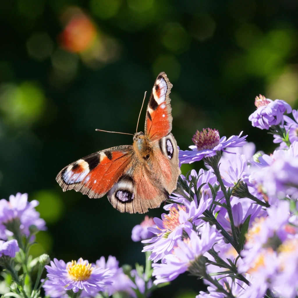 Коричневая бабочка сидит на цветке сентябринки