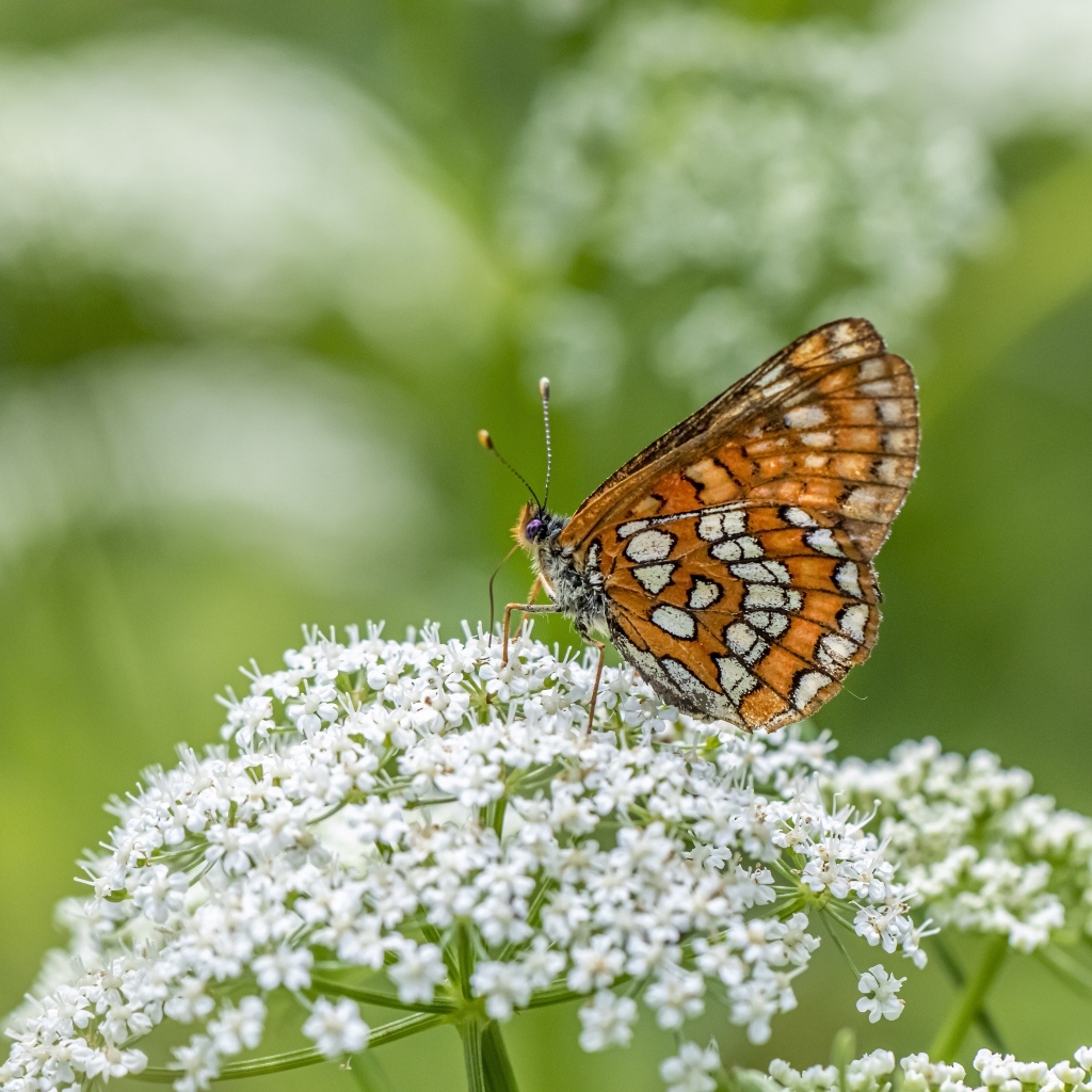 Коричневая бабочка сидит на белом цветке