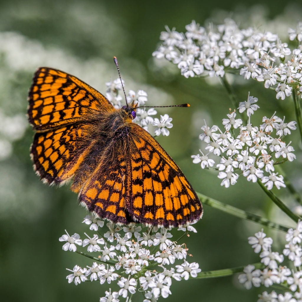 Коричневая бабочка сидит на белом полевом цветке