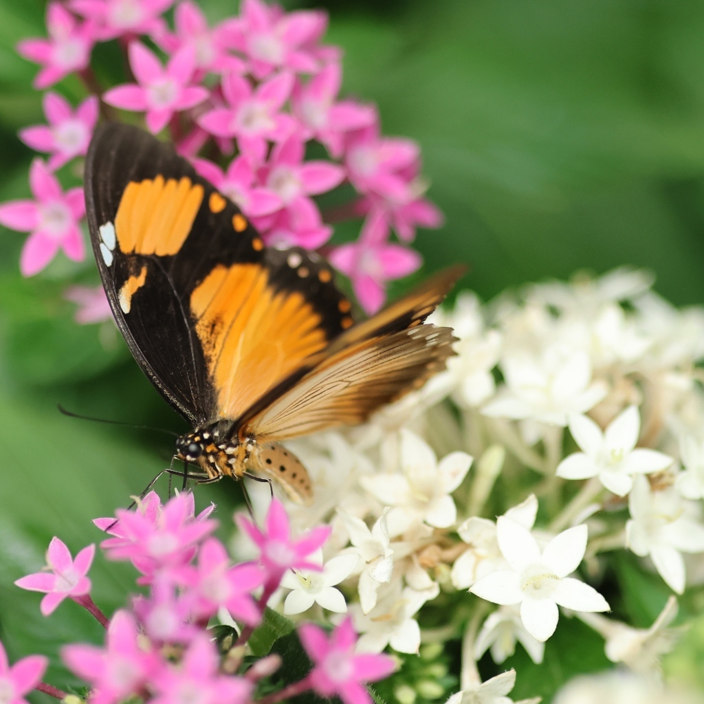 Коричневая бабочка с розовыми и белыми цветами