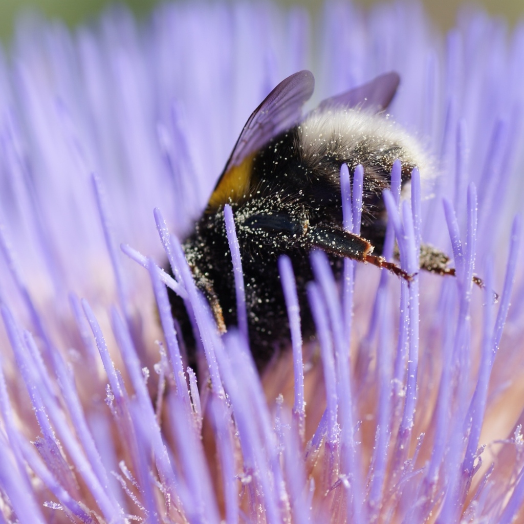 Шмель опыляет цветок