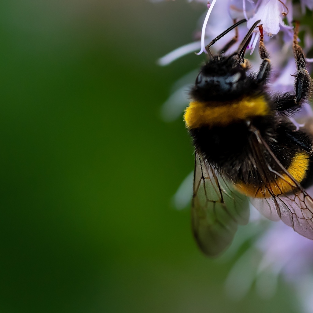 Шмель сидит на красивом цветке