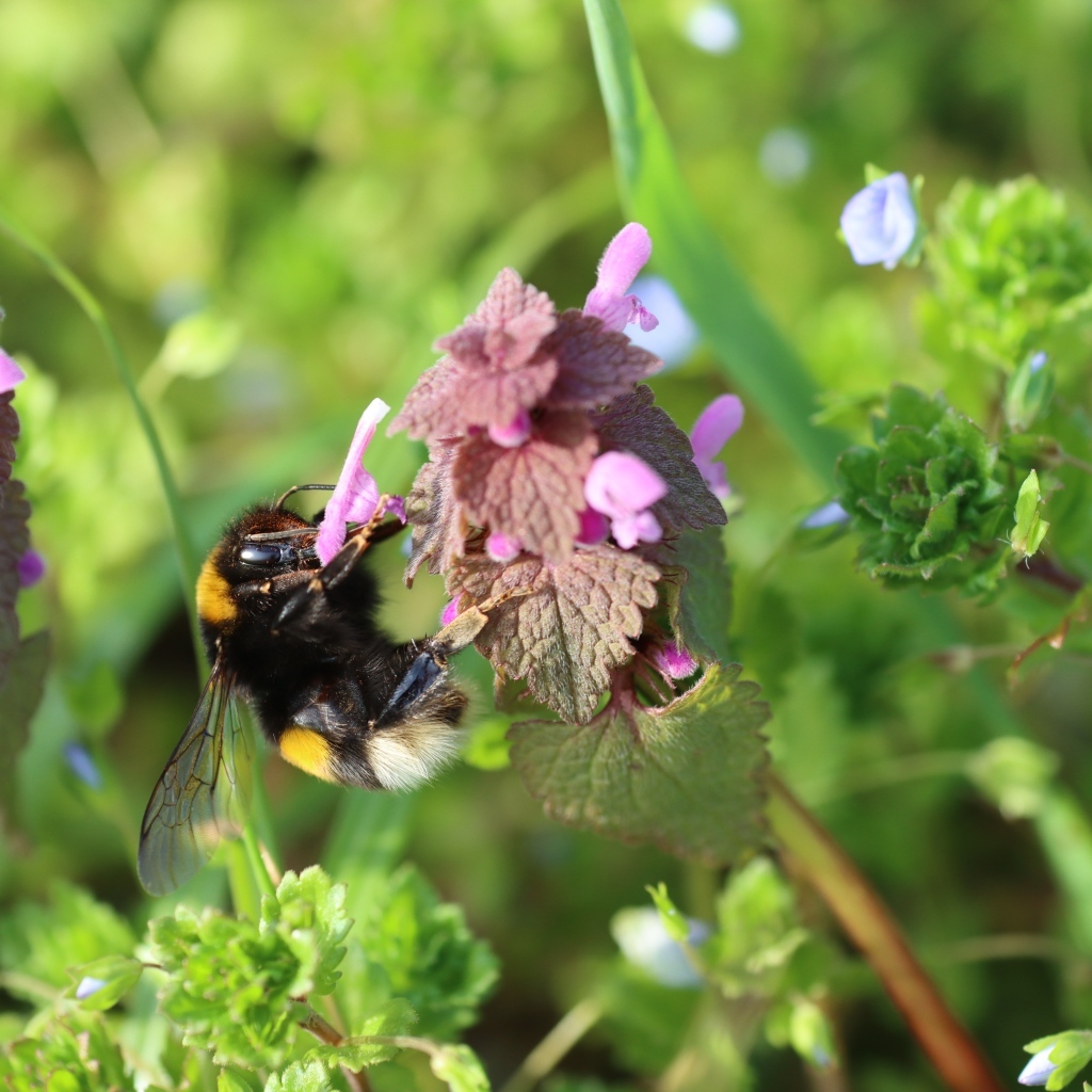 Шмель сидит на розовом цветке крапивы