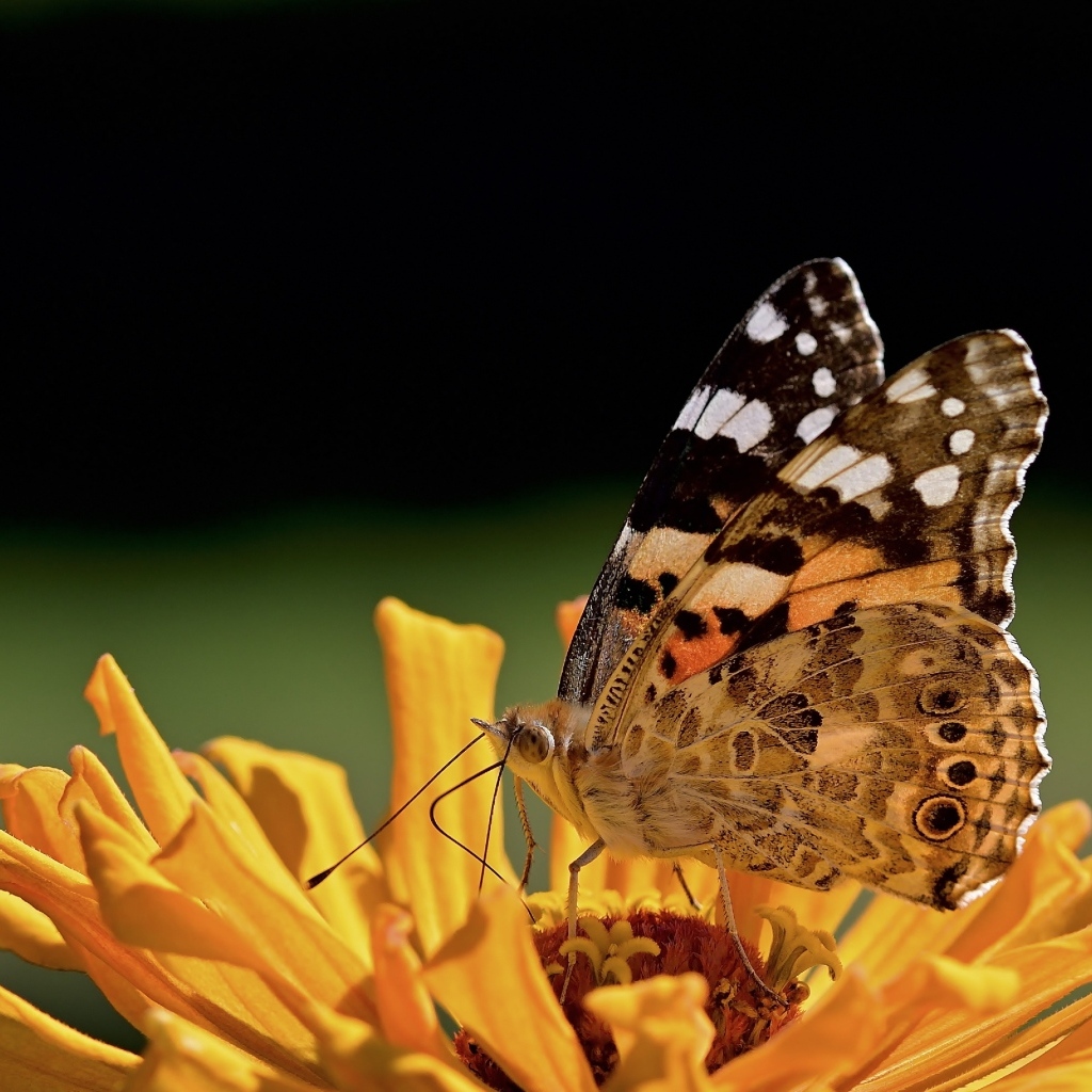 Бабочка крупным планом на цветке циннии