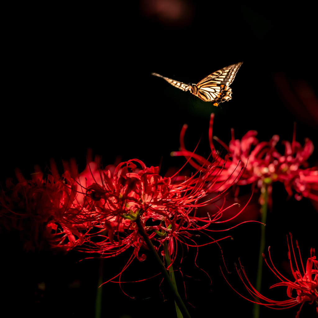 Бабочка летает над красными цветами