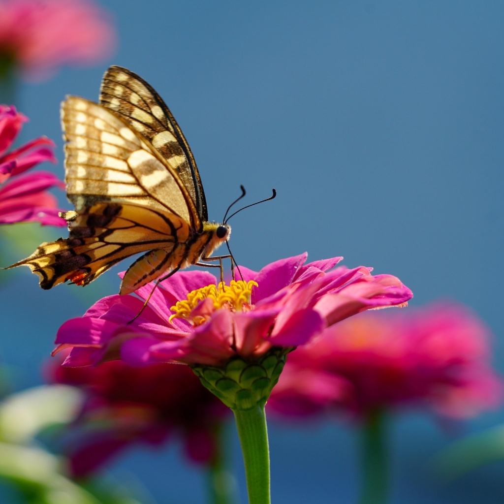 Бабочка махаон на розовом цветке циннии 