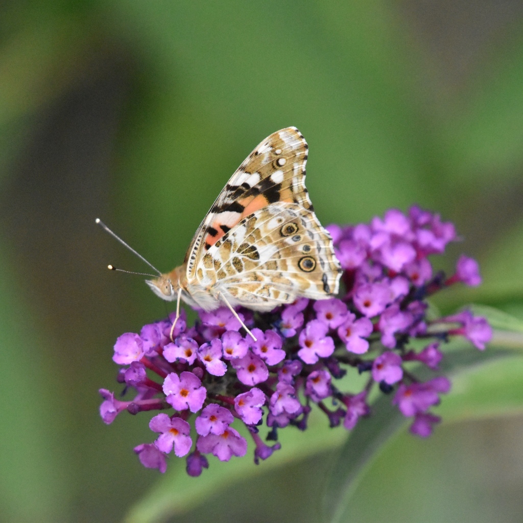 Бабочка сидит на красивом розовом цветке 