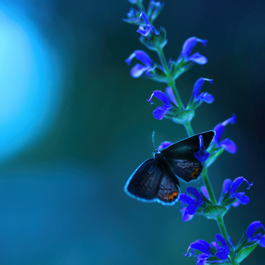 Бабочка сидит на голубом цветке