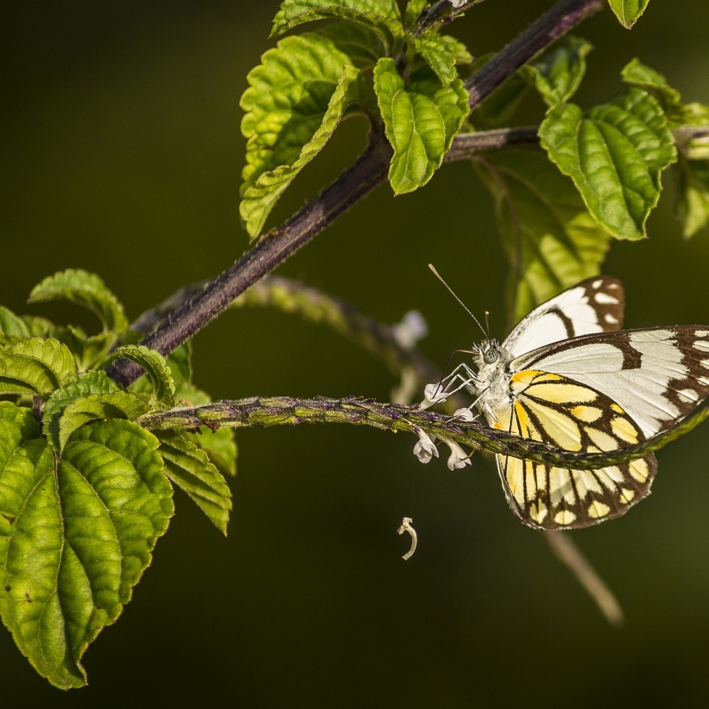 Бабочка сидит на ветке с зелеными листьями