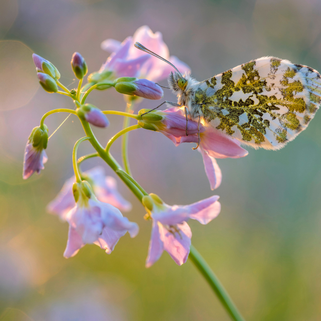 Бабочка сидит на розовом нежном цветке